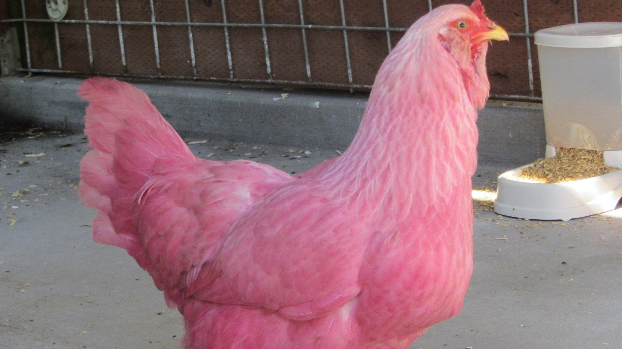 Pink chicken