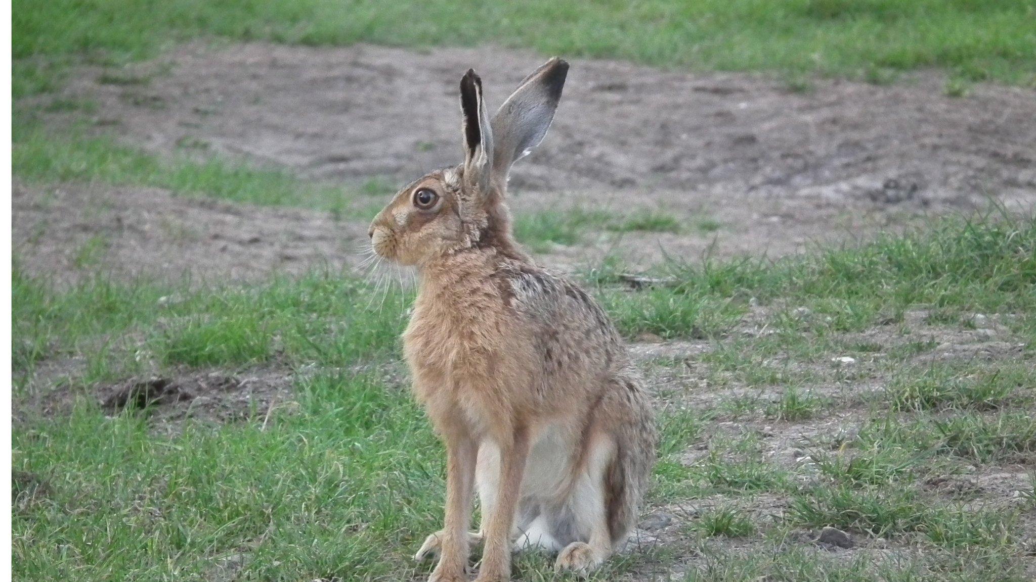 Hare