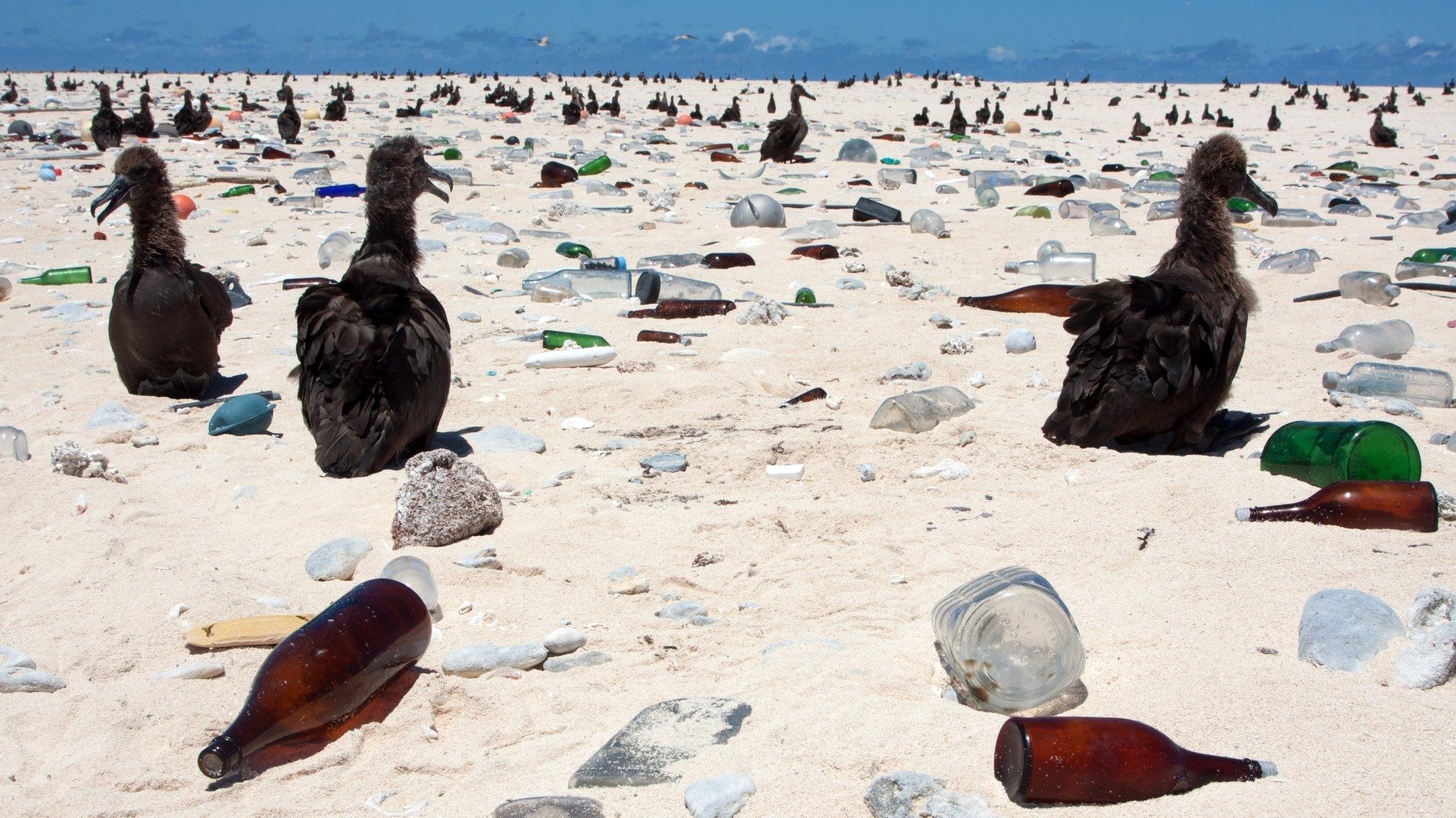 Albatross chicks amid debris (Image: Jon Brack)