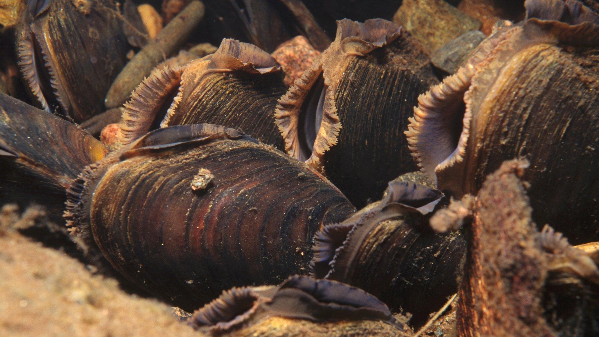 Freshwater pearl mussels