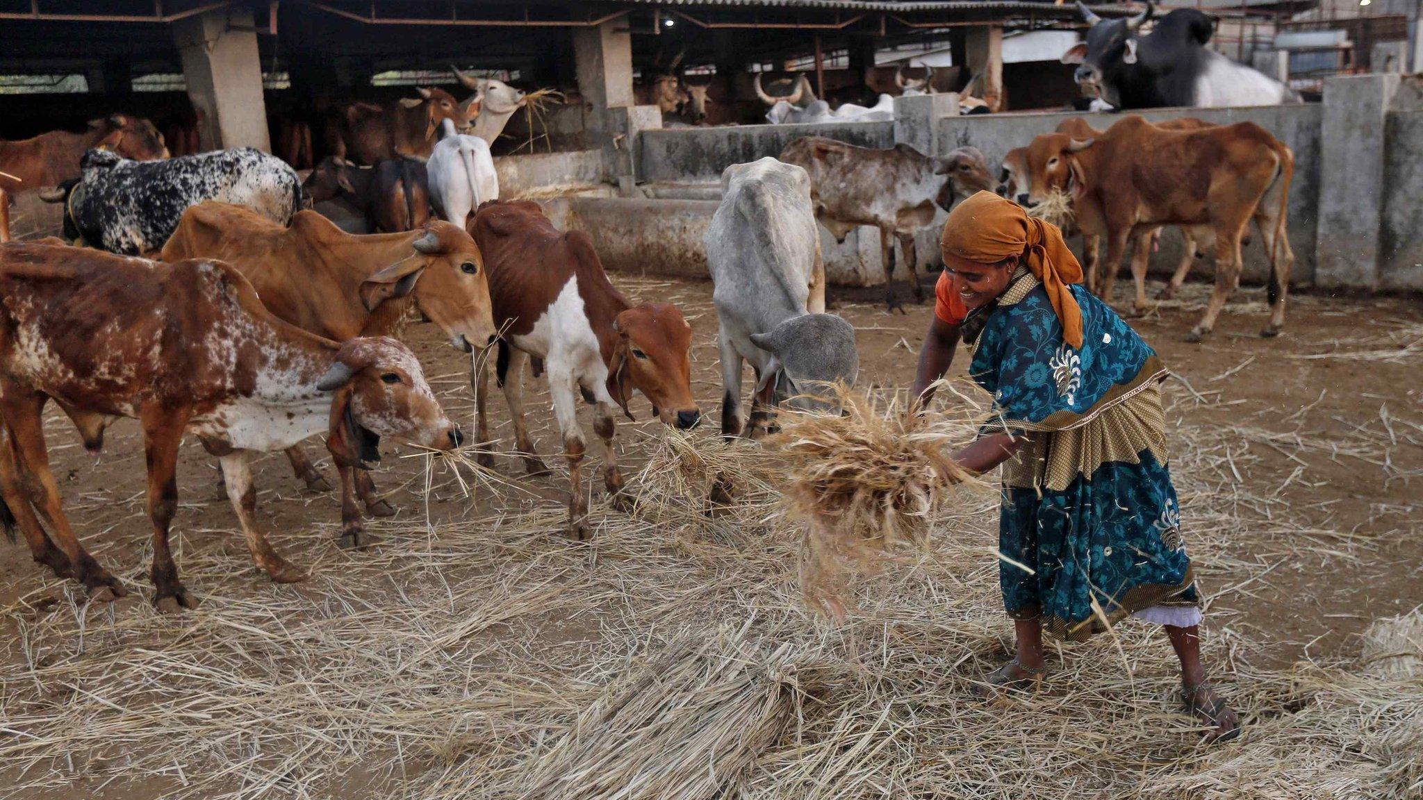 A woman spreads out fodder for rescued cattle at a "goushala", or a cow shelter, in the western Indian state of Maharashtra