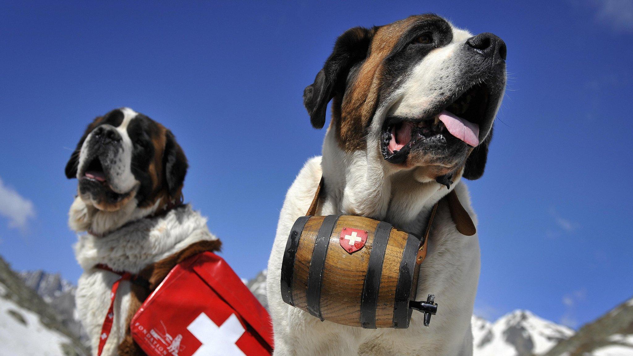 Saint Bernard dogs pose at the Great Saint Bernard mountain pass on June 4, 2009 after their arrival at the monastery for the summer season