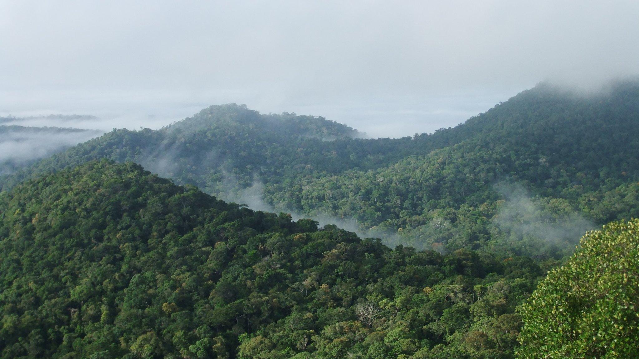 Amazon tropical forest (Image: Roel Brienen)