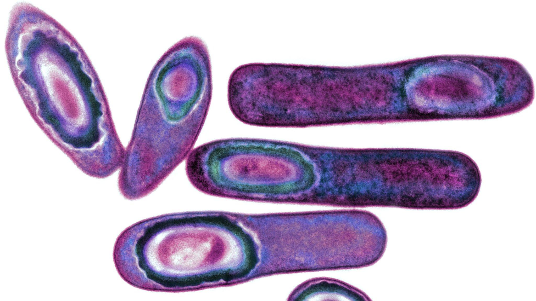 Clostridium difficile