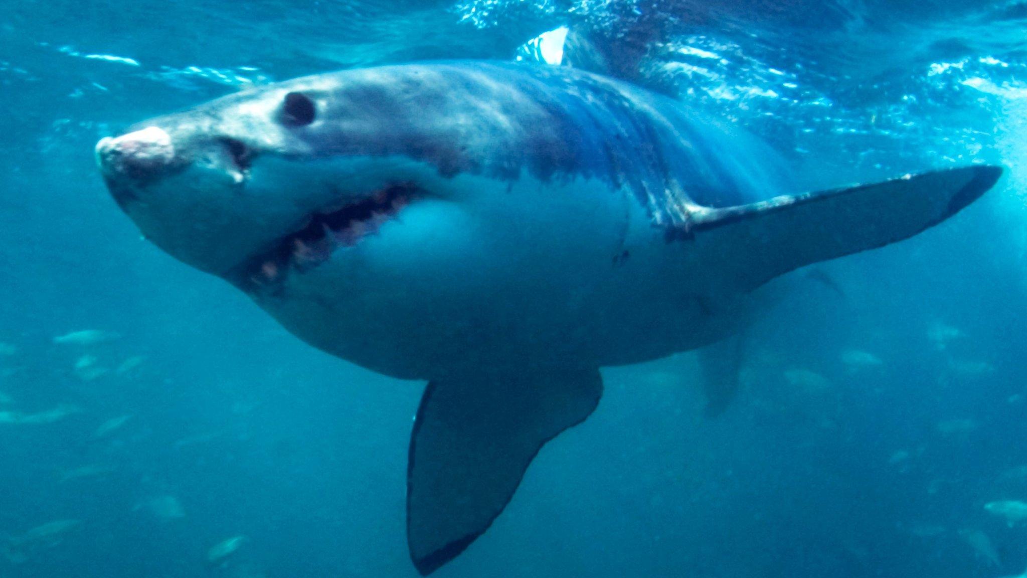 Great White Shark