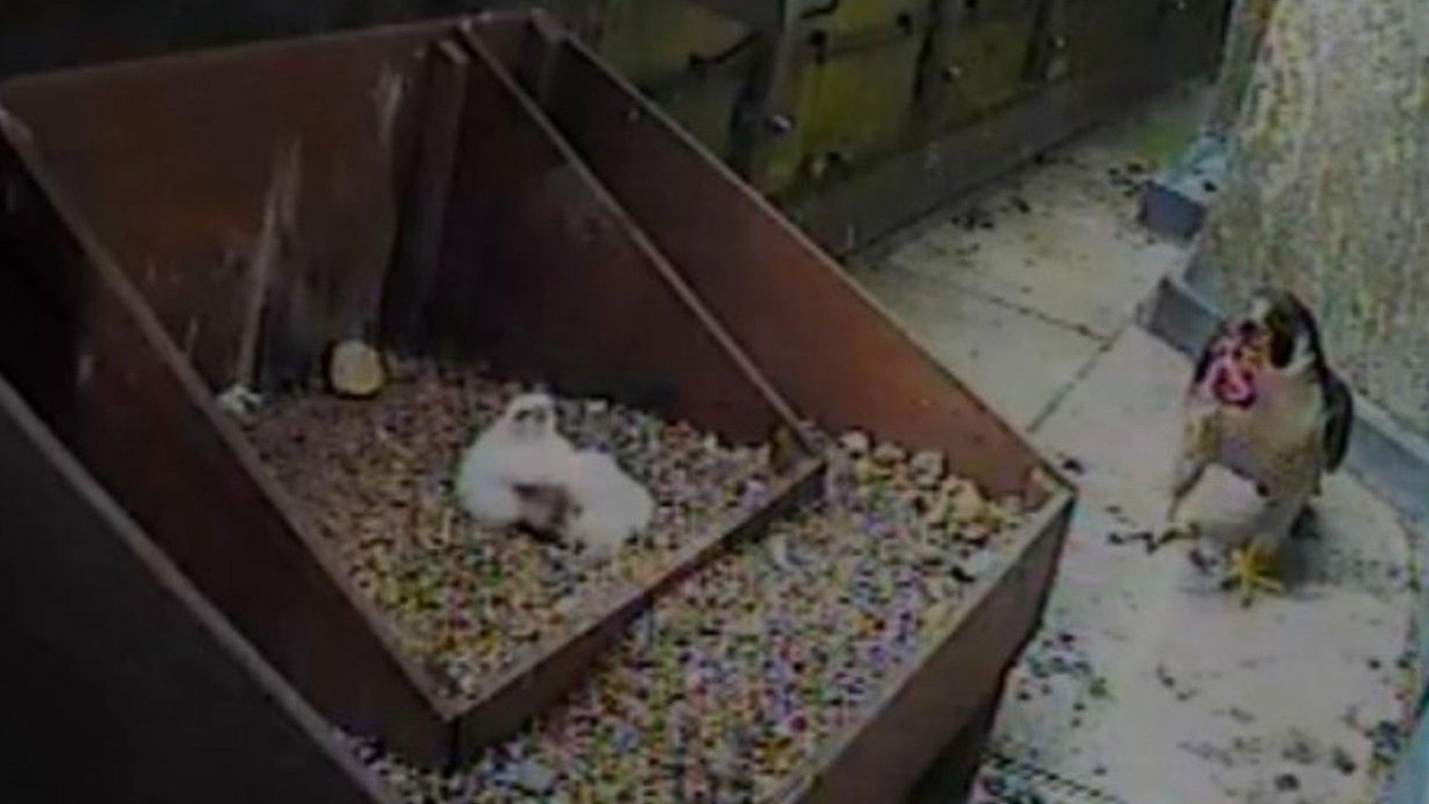 Peregrine falcon and chicks in nest box 2015