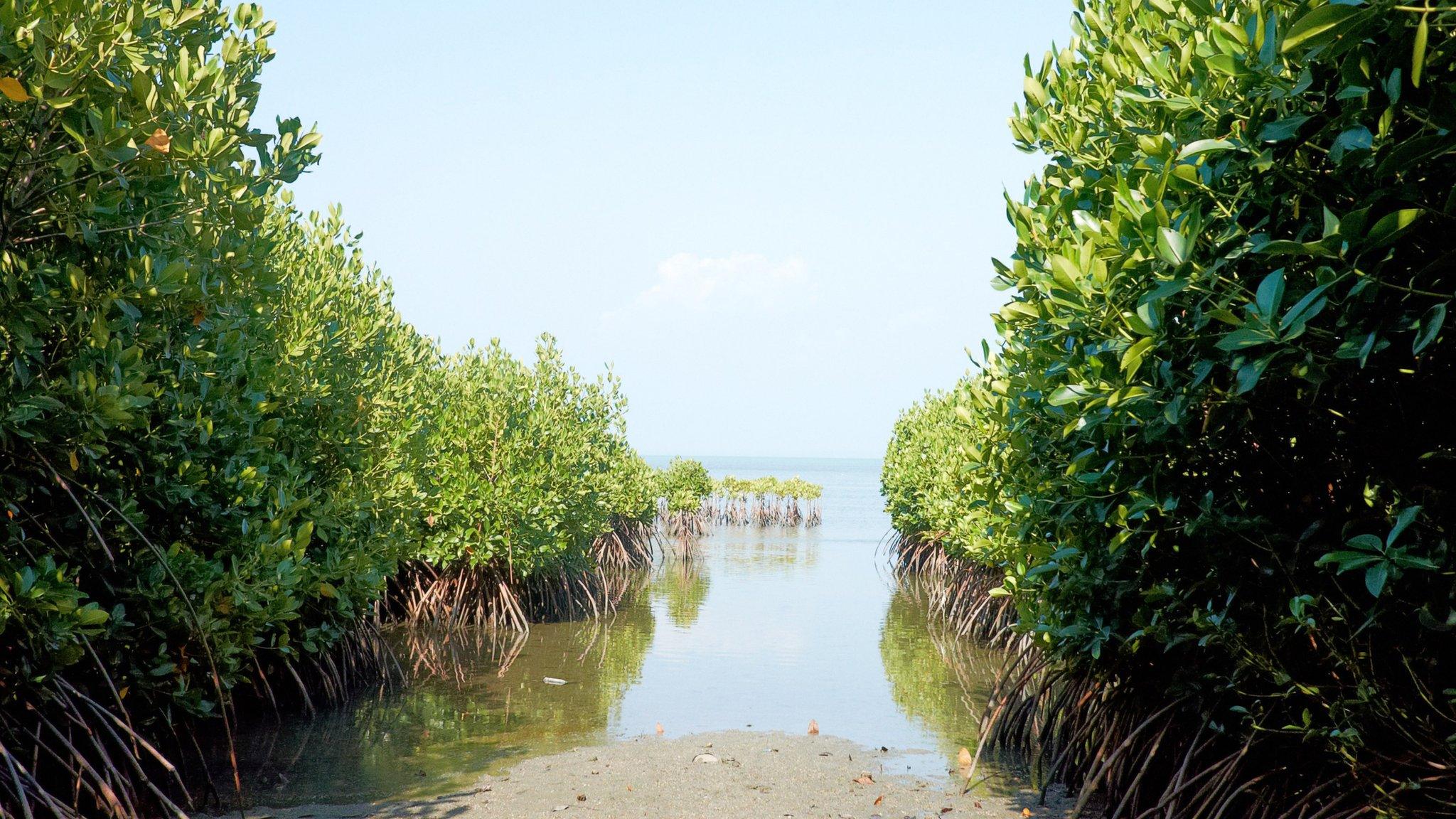 Mangrove forest, Sri Lanka (Image: Teng Wei)