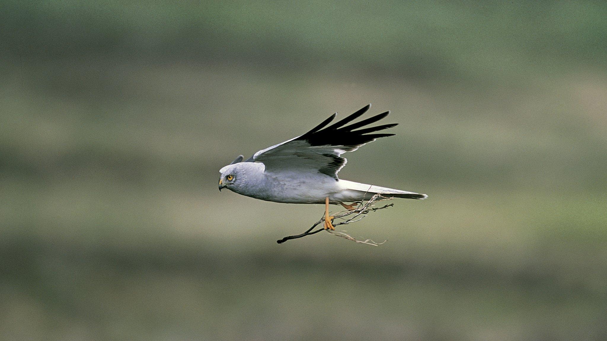 Hen harrier