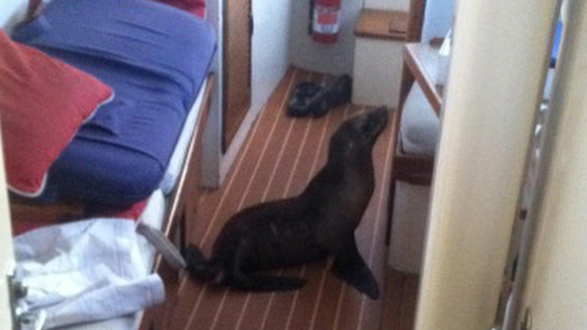 Sea lion pup