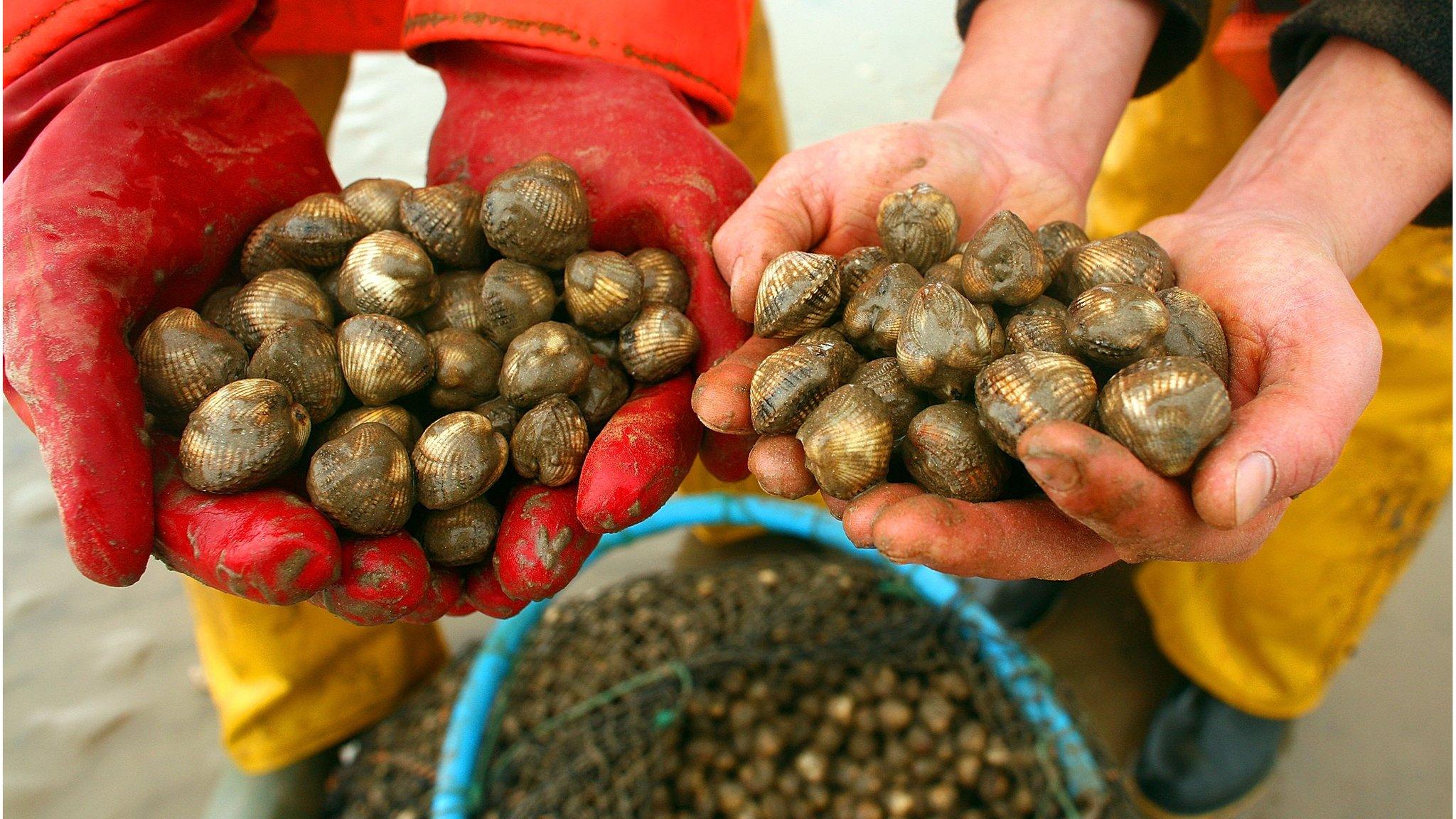 Cockles picked by hand