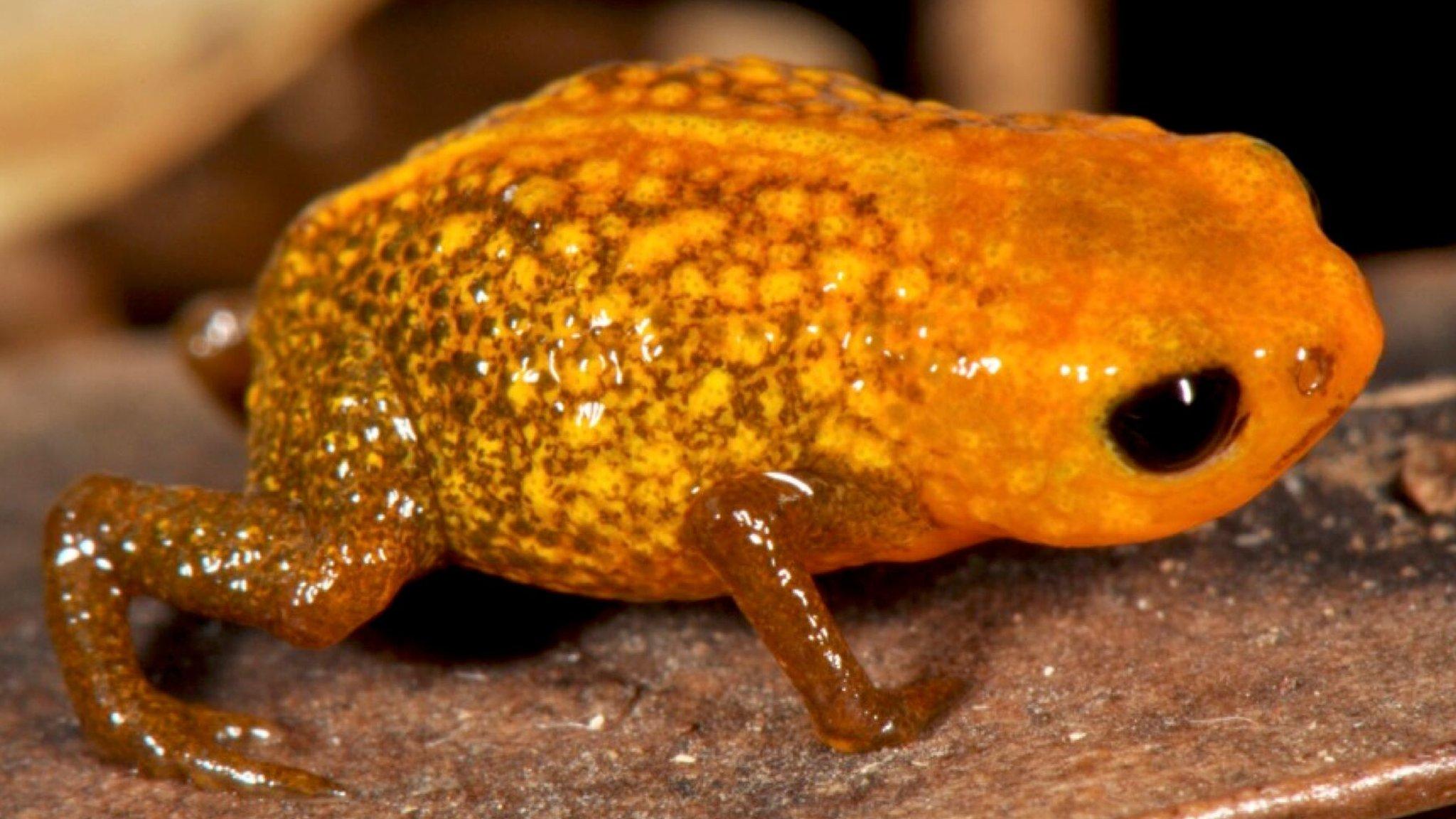 New species of frog discovered