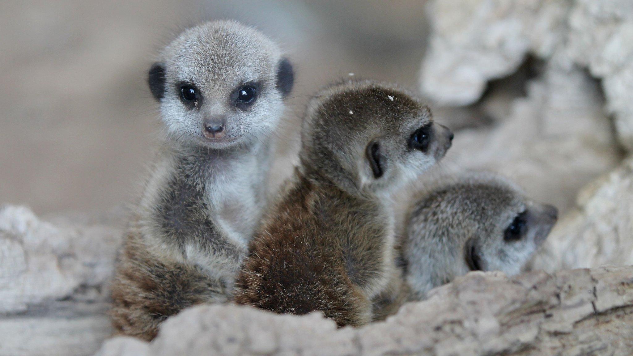 baby meerkat pups playing