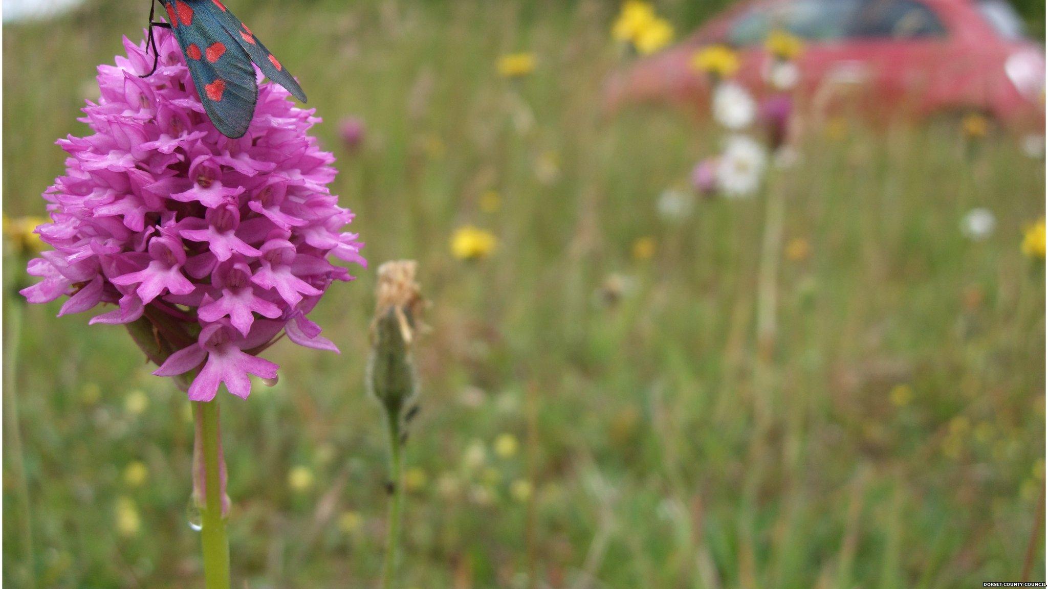 Pyramidal orchid on the roadside