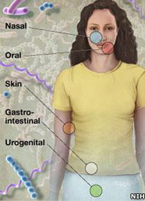 Diagram shows the five areas of the body