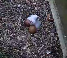 Chicks in the nest at St Albans Cathedral