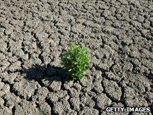 A plant tries to grow in cracked dry land