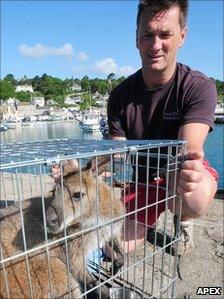 Escaped wallaby in cage