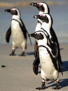 Four African penguins