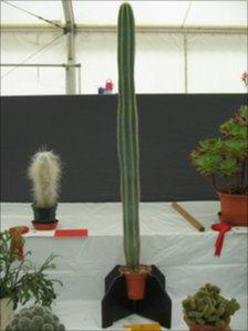 A giant cactus