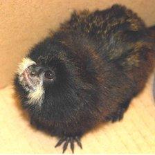 One of the 18 titi monkeys recovered by Mexican customs