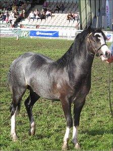 A Welsh pony in the main ring