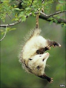 Virginia opossum