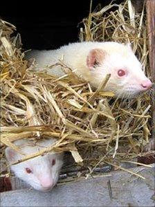 Ferrets