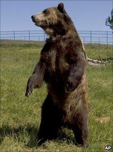 A grizzly bear