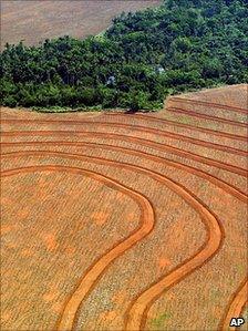 Deforested area of land (Image: AP)