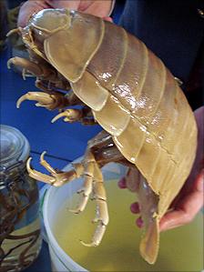 Giganteus bathynomus