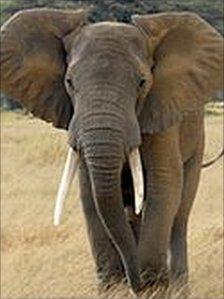 An elephant pictured in Kenya in 2007