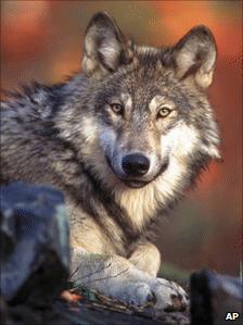 A grey wolf