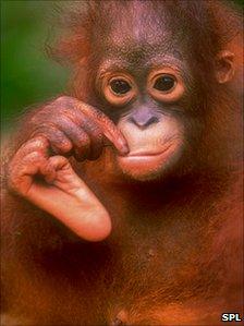 Baby Orangutan