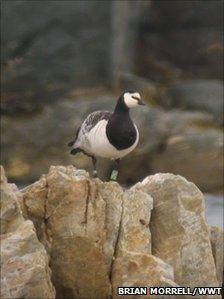 Barnacle goose