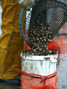 Cockle harvesting