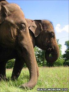 Elephant at Woburn Zoo