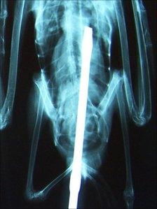 X-ray of the gull