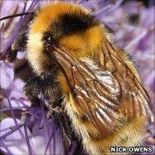 Great yellow bumblebee. Image: Nick Owens