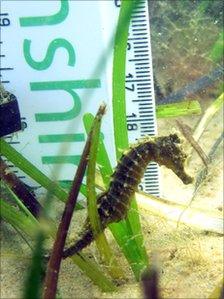 The baby seahorse