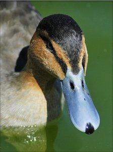 Philippine duck