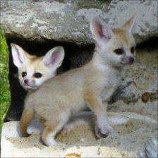 Fennec fox cubs at Drusillas Park zoo