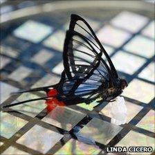 Butterfly on sensor array