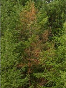 An infected Japanese larch tree