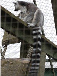 A lemur at Borth Animalarium