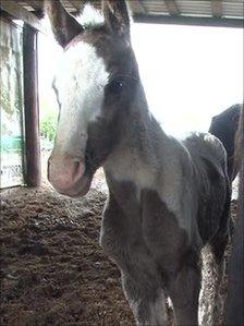 Rescued horse