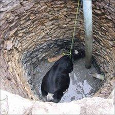 Cow in well