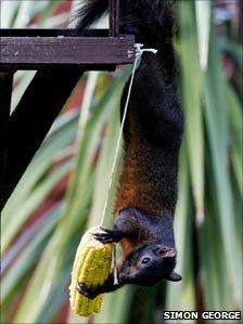 Black squirrel in garden in Bedfordshire (Simon George on Flickr)