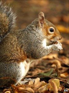 Squirrel