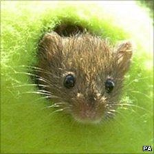 A harvest mouse finds a new home in a discarded Wimbledon tennis ball