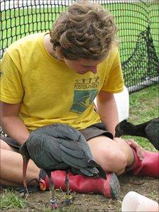 Foster parent with northern bald ibis